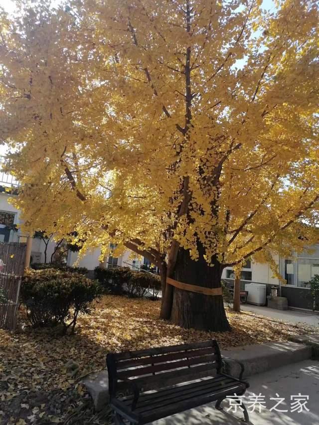 北京市海淀区杏林敬老院