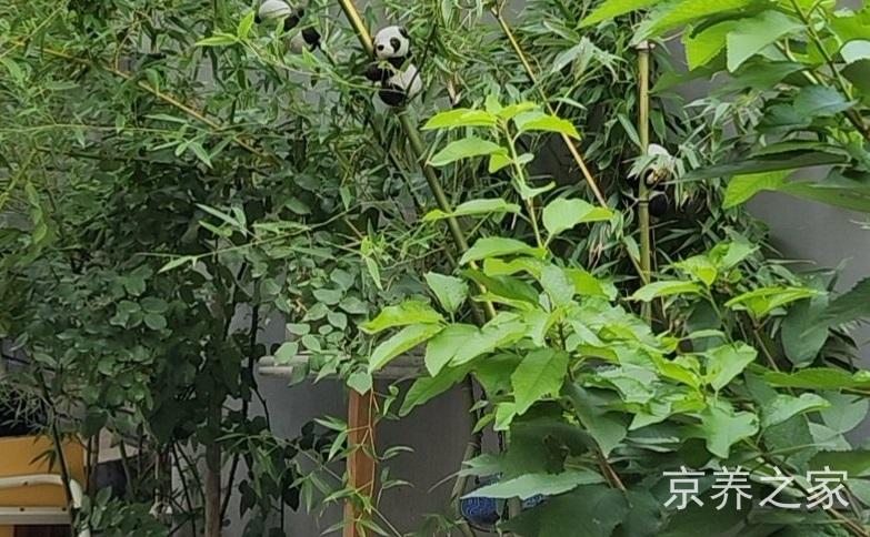 北京市西城区西长安街西绒线银龄养老照料中心